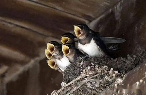 燕子在家里筑巢代表什么意思 動物骨骼